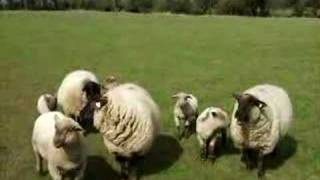 Sheep in Rathowen County Westmeath Ireland [upl. by Ivey101]