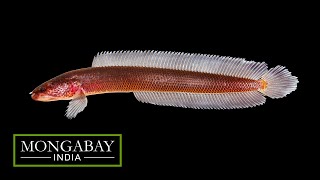 Meet Gollum snakehead a new fish species that lives underground [upl. by Basso]