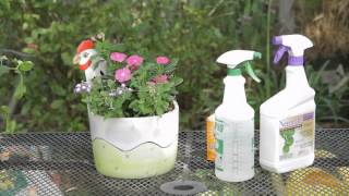 Powdery Mildew Control for Pansies  Garden Space [upl. by Jard]