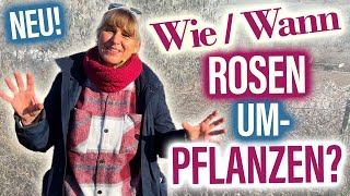 Öfterblühenden Rambler umziehen  ROSEN umpflanzen Anleitung in 6 Schritten [upl. by Maggio]