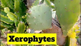 Xerophytic plants for class 6 th Science xerophytes xerophyticplants triviatime [upl. by Etnoek87]