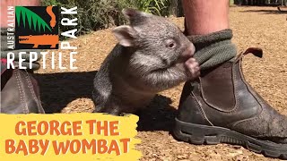 George the baby wombat [upl. by Bailie]