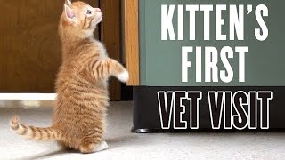 Kittens First Vet Visit [upl. by Fritzsche279]