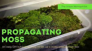 How to setup a moss propagation box  How to grow moss [upl. by Nelyag]