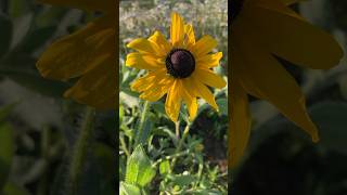 Black Eyed Susans in Bloom [upl. by Anatollo]