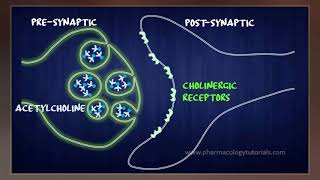 Acetylcholinesterase Inhibitor [upl. by Schoening764]