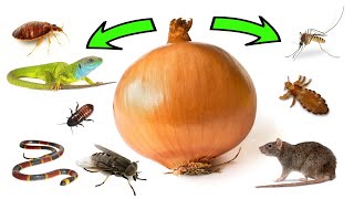 How To Use ONIONS To Get Rid of Pests  Rats Flies Lice Bugs Lizards Mosquitoes Cockroaches [upl. by Amy]