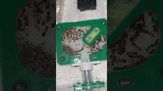 ￼Camponotus decipiens colony update 60 worker strong and growing fast ￼antkeeper ants [upl. by Ysdnil870]