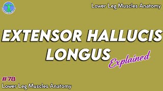 Extensor Hallucis Longus Muscle Origin Insertion Action  Anatomy Explained78 [upl. by Erreid]