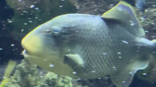 Yellowmargin Triggerfish 🐠 [upl. by Fontes]