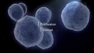 The MAPK Signaling Pathway [upl. by Anitsua]