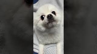 A Pomeranian wants to learn how to talk shorts trending dog funny pomeranian dogs [upl. by Beetner934]