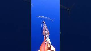 Wahoo spearfishing spine shot fishing spearfishinghawaii wahooono spearfishing [upl. by Staford]