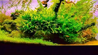 40 Gallon Aquascape Nature Aquarium  Aquascaping [upl. by Hsirap]