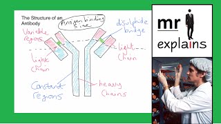 mr i explains Antibody Structure How Monoclonal Antibodies are produced and their use in diagnosis [upl. by Velvet42]