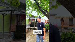 terasa turun salju padahal cuma bunga jambu 🤣 shorts estetic [upl. by Assirec869]