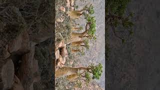 Desert Rose Adenium obesum var socotranum in Dogbane Family  Observed in Description [upl. by Thetes]