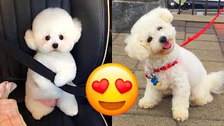 Bichon Frise — Cute And Adorable Videos And Tik Toks Compilation [upl. by Aihsiek810]