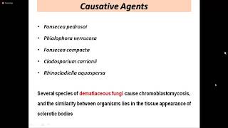 Chromoblastomycosis [upl. by Cristi]