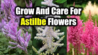 How To Grow And Care For Astilbe Flowers [upl. by Dru622]