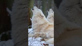 The Howl of Arctic Wolves [upl. by Siduhey]