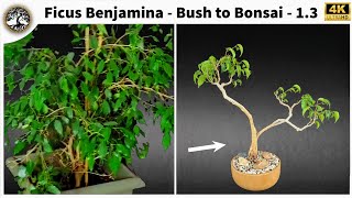 Ficus Benjamina  Bush to Bonsai 13 [upl. by Acinorav799]