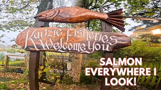 Salmon everywhere I look  Kalzie Salmon Fishing Scotland 2024 [upl. by Litman530]