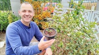 How to propagate Weigela from cuttings [upl. by Anon]