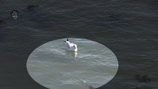 MOUETTE Rieuse  Internuptiale  Pêche  BRUITX [upl. by Ehud]