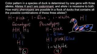 How many phenotypes possible with two codominant and one recessive alleles [upl. by Atolrac]