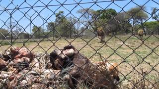 Adult Lion Feeding  Antelope Park Zimbabwe [upl. by Nylyrehc]