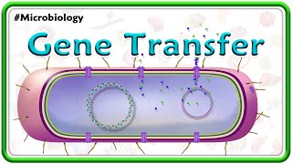 Gene Transfer Animation  Transformation Transduction Conjugation amp Lysogenic conversion  USMLE [upl. by Londoner]