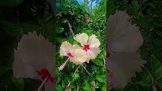 Hibiscus 🌺 🌺 🌺 🌺 🌺 growing and 👌 best shortvideoviraltrendingshorts [upl. by Haeli618]