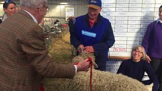 Longwool interbreed ewe goes to the Corriedales [upl. by Luy440]