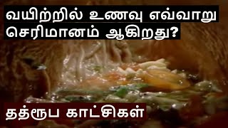 How the Digestive System Works   Tamil  Niruban Talks [upl. by Brenn]