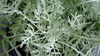 Silver Ragwort or Silver Dust Plant [upl. by Aicenav]