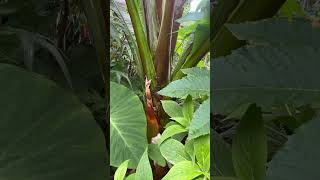 Ensete ventricosum ‘Hiniba’  Over 5 metres now [upl. by Atiuqel]