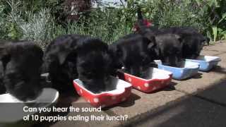 Scottie  Scottish Terrier Puppies [upl. by Geibel]