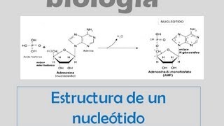 Estructura de un nucleótido [upl. by Cohette]