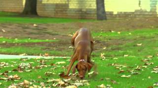 The Vizsla Healthy Pet Best of Breeds [upl. by Ayhtin]