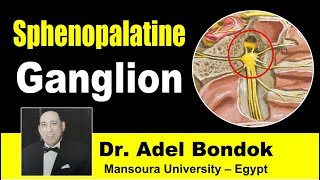 Sphenopalatine Pterygopalatine Ganglion Dr Adel Bondok [upl. by Byrd]