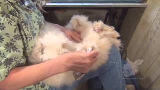 Grooming English Angora Rabbits for show and fiber [upl. by Inajna539]