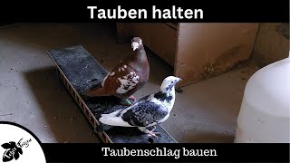 Tauben halten  Taubenschlag bauen  Einzug der Tauben [upl. by Kwang708]