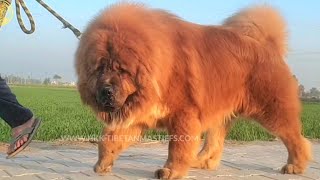 Tibetan Mastiff  hkktibetanmastiff  919417730301 [upl. by Airdnoed]