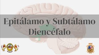 Neuroanatomía  Epitalamo y Subtalamo Diencefalo [upl. by Tabshey]