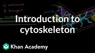 Introduction to cytoskeleton  Cells  MCAT  Khan Academy [upl. by Sillek]