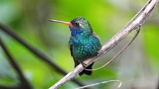 Birds of Mexico Hummingbirds [upl. by Eiresed]