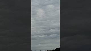 Asperatus undulatus 14724 [upl. by Brownson]