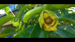 Hand pollinating soursop [upl. by Zuliram]