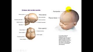 ANATOMIA ÓSSEA DA CABEÇA PARA ODONTOLOGIA PARTE 1 [upl. by Savadove]